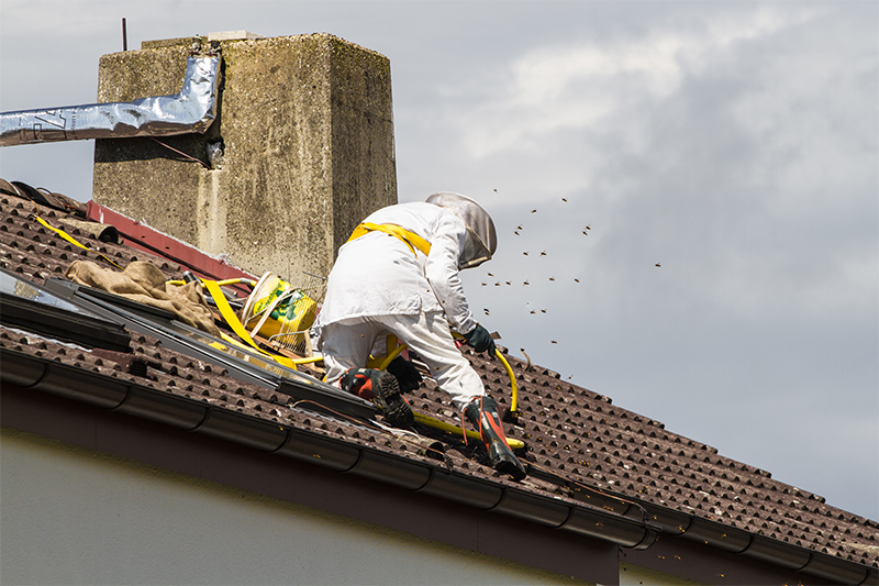 Bee Pest Control in Stevenage Hertfordshire