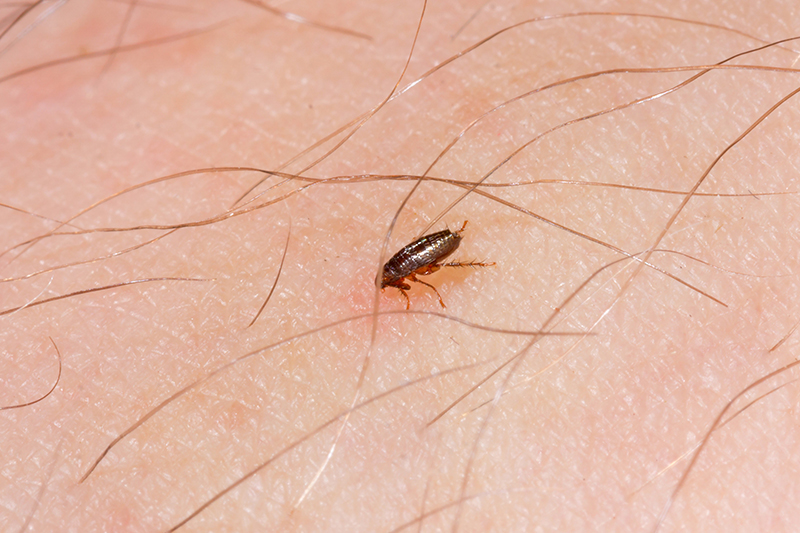 Flea Pest Control in Stevenage Hertfordshire