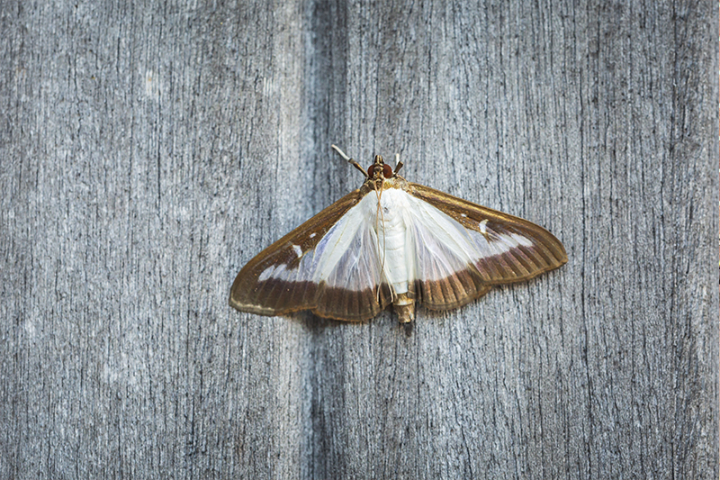 Moth Pest Control in Stevenage Hertfordshire